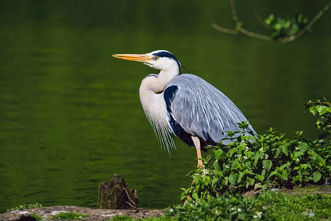 Grey Heron